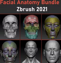 Ultimate facial Anatomy bundle to improve Head sculpts 3D model