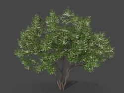 XfrogPlants Swamp Cyrilla - Cyrilla Racemiflora  3D model