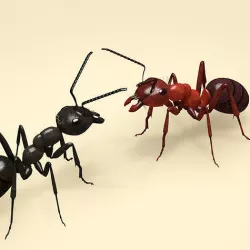 Ant black and red 3D model
