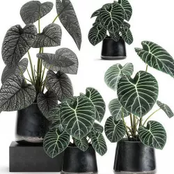 Anthurium clarinervium in a pot for the interior 885 3D model