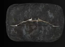Archer  3D model