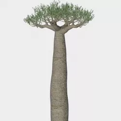 Baobab tree 3D model