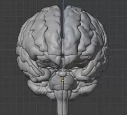 Brain 3D model