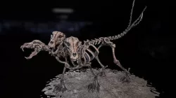 Cerberus skeleton Low-poly 3D model