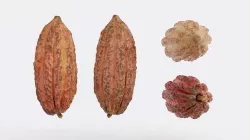Cocoa v1 Photogrammetry 3D model