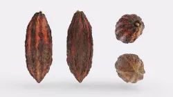 Cocoa v2 Photogrammetry 3D model