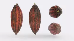 Cocoa v3 Photogrammetry 3D model