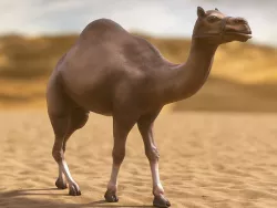 Desert Camel Low-poly 3D model