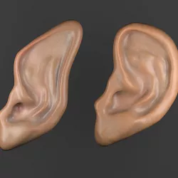 ears model 3D model