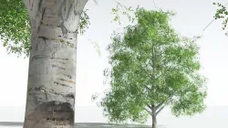 EVERYPlant Silver Birch 08 --20 Models-- 3D model