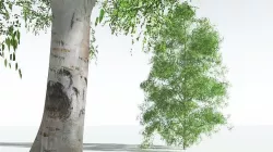 EVERYPlant Silver Birch 09 --20 Models-- 3D model