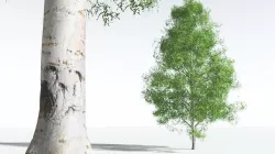 EVERYPlant Silver Birch 10 --20 Models-- 3D model
