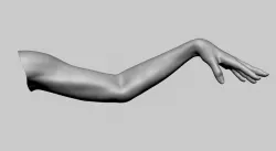 Female Arm 3D model