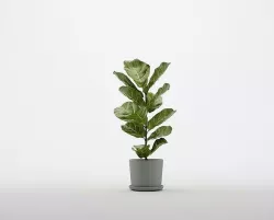 Fiddle leaf 3D model