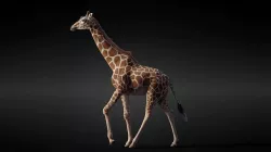 Giraffe Animated 3D model