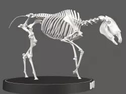 Horse Skeleton 3D model