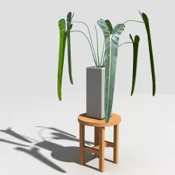 Philodendron spritus sancti 3D model