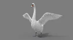 Realistic Swan 3D model