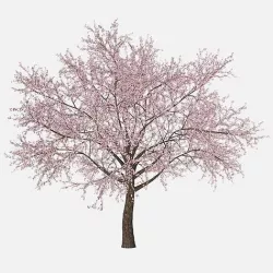 Sakura tree 3D model