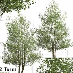 Set of Black Alder or Alnus glutinosa Trees - 2 Trees 3D Model 3D model