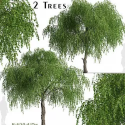 Set of Chinese Elm or Ulmus parvifolia Trees - 2 Trees 3D Models 3D model