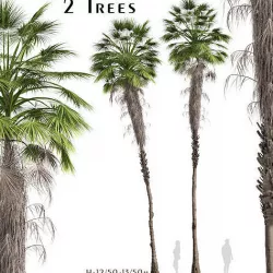 Set of Mexican fan palm or Washingtonia robusta Trees - 2 Trees 3D model