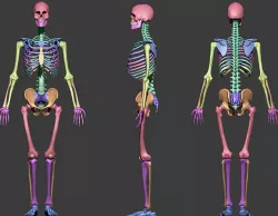 skeleton base mesh 3D model