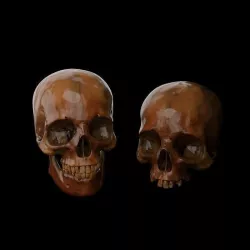 skull realistic 3D model