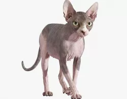 Sphynx Cat Bicolor Animated 3D model