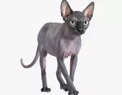 Sphynx Cat Black Animated 3D model