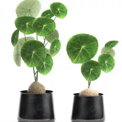 Stephania erecta in a pot for the interior 894 3D model