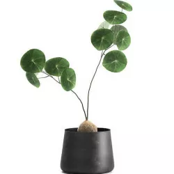 Stephania erecta in a pot for the interior 895 3D model