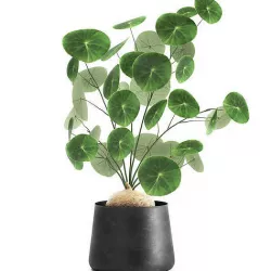 Stephania erecta in a pot for the interior 896 3D model