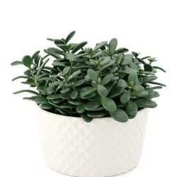 Succulent plant 3D model