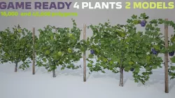 Wine Plant Vineyard Grapes Game Ready  Low-poly 3D model