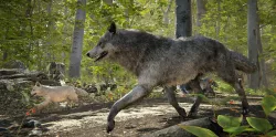 Wolf Realistic 3D model