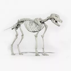 wolf skeleton 3D model