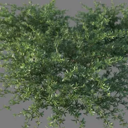 XfrogPlants Beach Creeper - Ernodea Littoralis  3D model