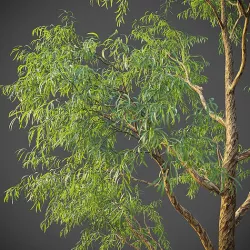 XfrogPlants Southern Blue Gum - Eucalyptus Globulus  3D model