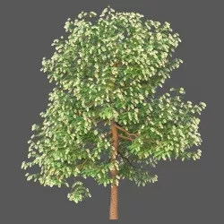 XfrogPlants Texas Ebony - Ebenopsis Ebano   3D model