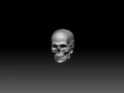 3d skull  3D model
