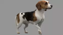 Beagle Fur Animated Rigged 3D model