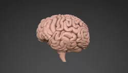 Brain 3D model