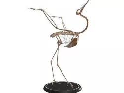 Crane Skeleton cute Low-poly 3D model