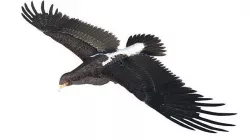 Eagle black Low-poly 3D model