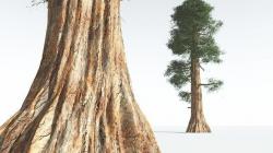 EVERYPlant Giant Redwood 02 --12 Models-- 3D model