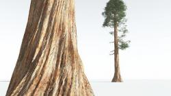 EVERYPlant Giant Redwood 03 --12 Models-- 3D model