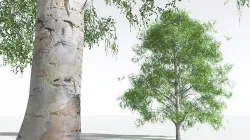 EVERYPlant Silver Birch 11 --20 Models-- 3D model
