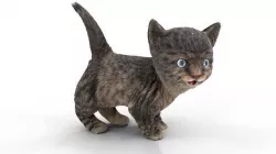 Fur Cute Cat kitten Dark Gray Animated Low-poly 3D model