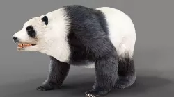 Fur Panda Bear animated Low-poly 3D model